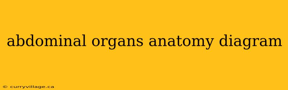 abdominal organs anatomy diagram