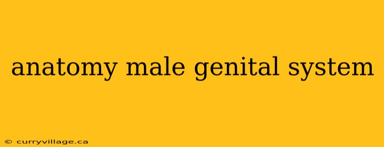 anatomy male genital system