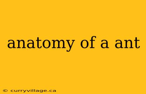 anatomy of a ant