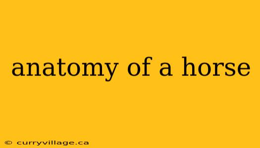 anatomy of a horse