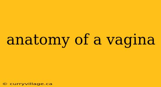anatomy of a vagina