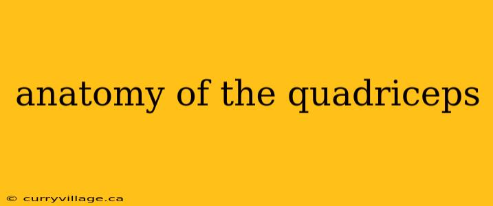 anatomy of the quadriceps