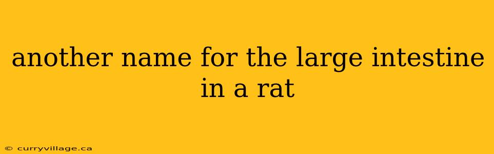 another name for the large intestine in a rat