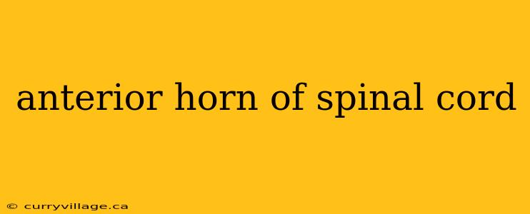 anterior horn of spinal cord
