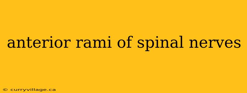 anterior rami of spinal nerves