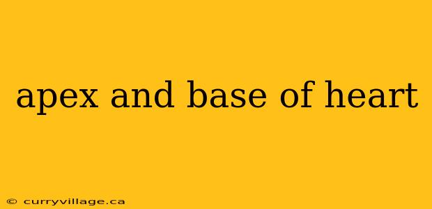 apex and base of heart