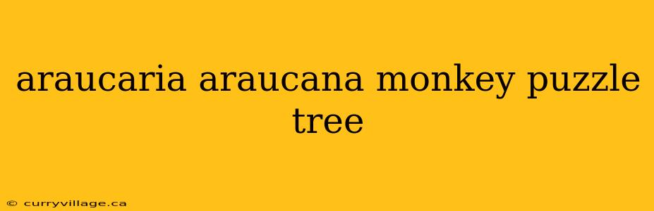 araucaria araucana monkey puzzle tree