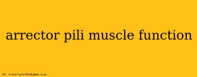 arrector pili muscle function
