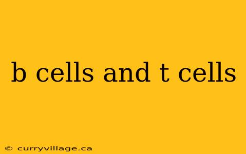 b cells and t cells