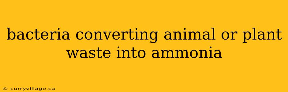 bacteria converting animal or plant waste into ammonia