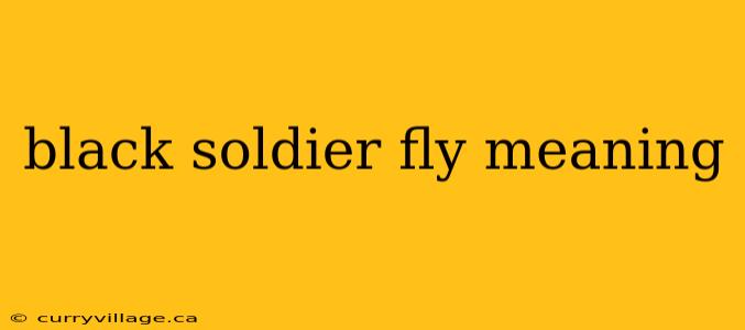 black soldier fly meaning