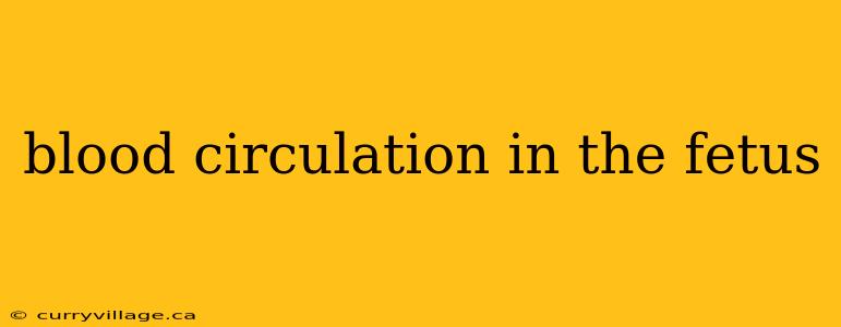 blood circulation in the fetus