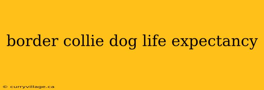 border collie dog life expectancy