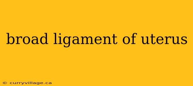 broad ligament of uterus