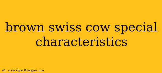 brown swiss cow special characteristics