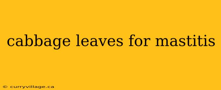 cabbage leaves for mastitis