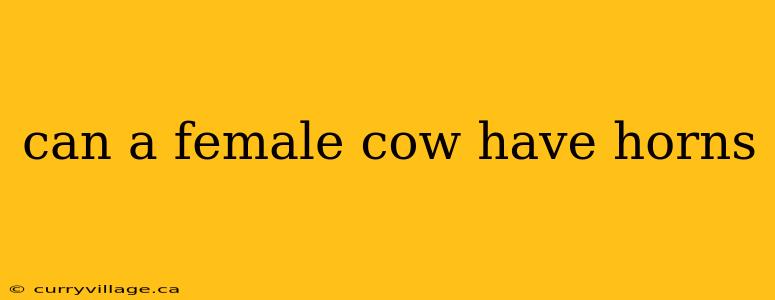 can a female cow have horns