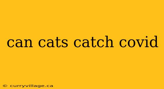 can cats catch covid