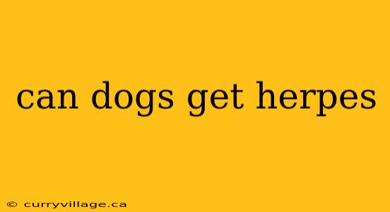 can dogs get herpes