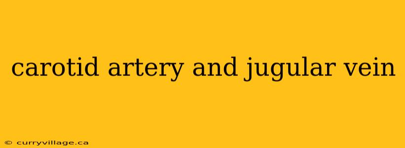 carotid artery and jugular vein