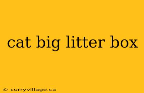 cat big litter box