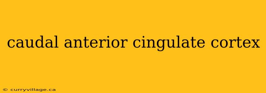 caudal anterior cingulate cortex