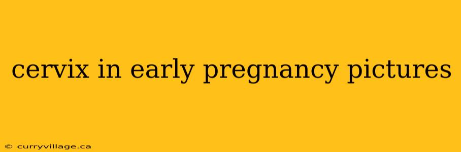 cervix in early pregnancy pictures