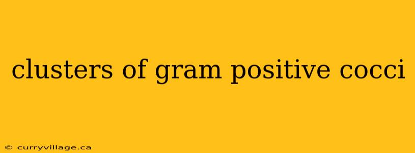 clusters of gram positive cocci
