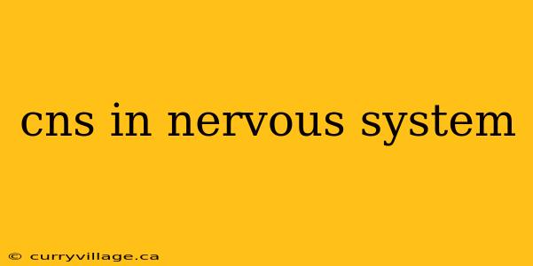 cns in nervous system