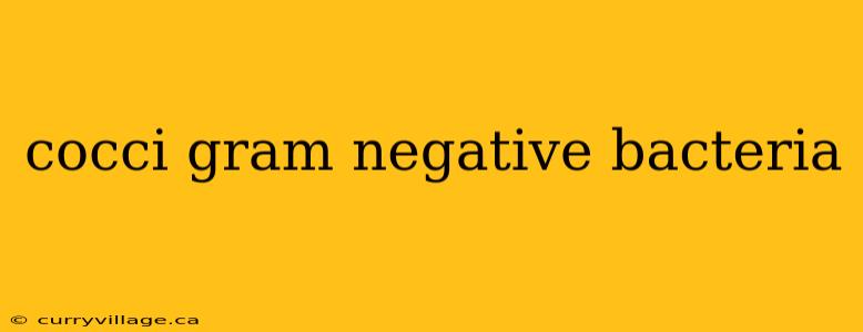 cocci gram negative bacteria