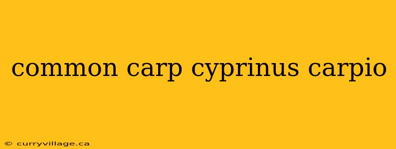 common carp cyprinus carpio