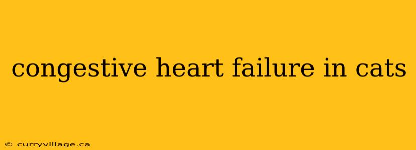 congestive heart failure in cats