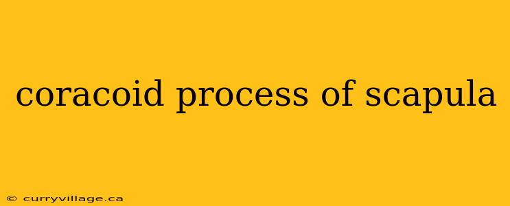 coracoid process of scapula
