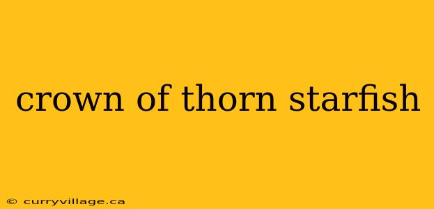 crown of thorn starfish