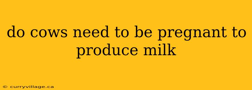 do cows need to be pregnant to produce milk