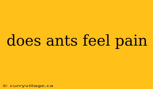 does ants feel pain