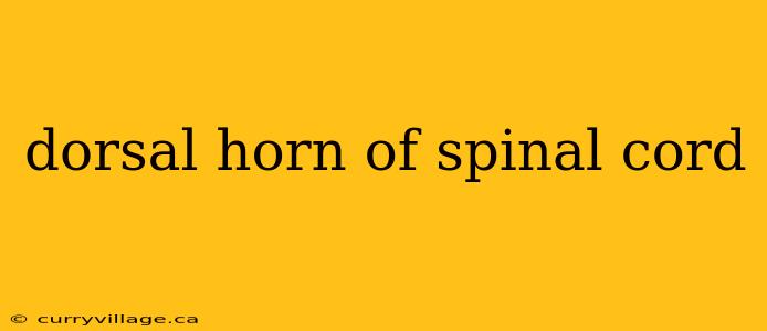 dorsal horn of spinal cord