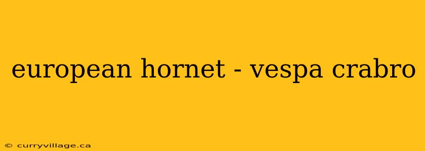european hornet - vespa crabro