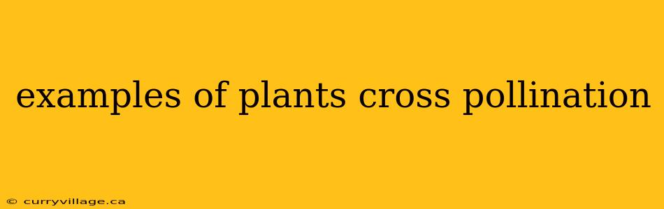 examples of plants cross pollination