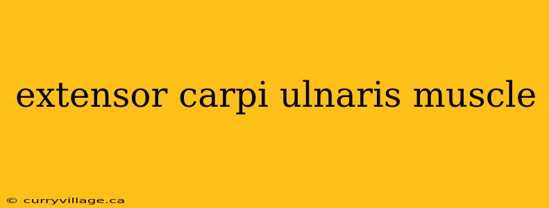 extensor carpi ulnaris muscle