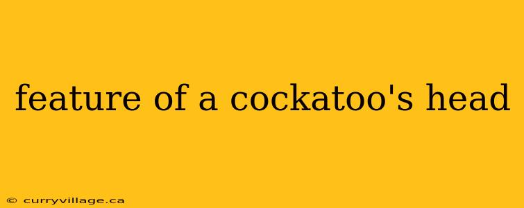 feature of a cockatoo's head