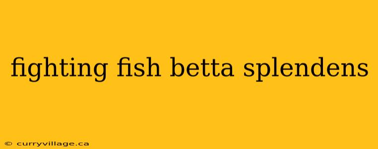 fighting fish betta splendens