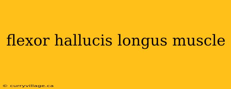 flexor hallucis longus muscle
