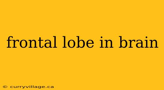 frontal lobe in brain
