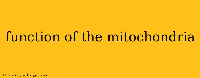 function of the mitochondria