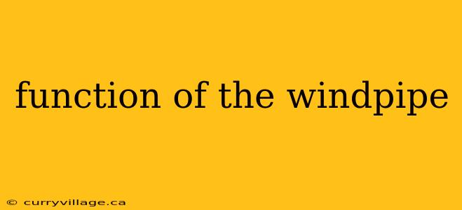 function of the windpipe