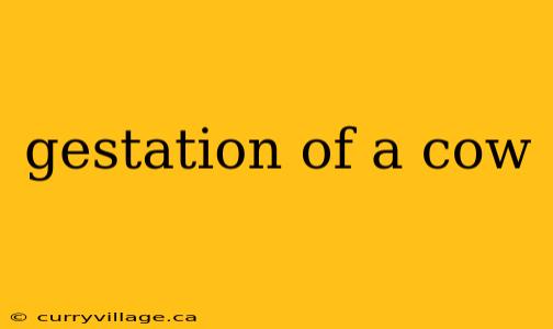 gestation of a cow
