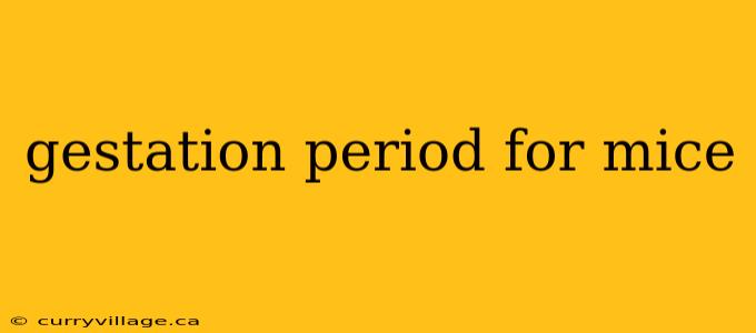 gestation period for mice