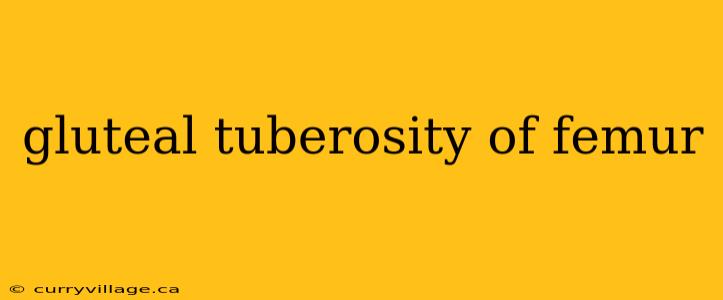 gluteal tuberosity of femur