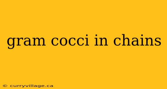 gram cocci in chains